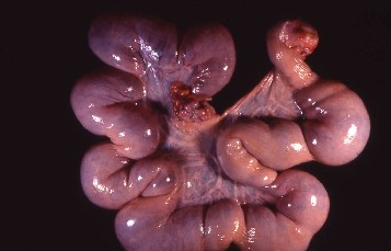 豚の妊娠子宮