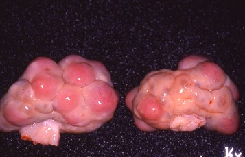 黄体期の豚卵巣