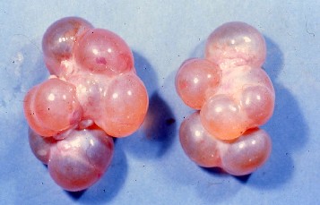 豚の大型多胞性卵胞嚢腫