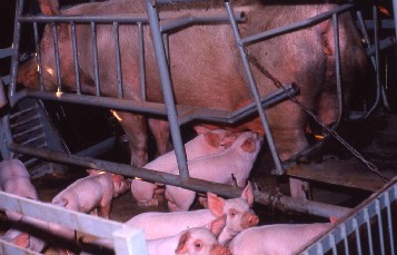 豚の分娩柵