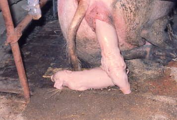 豚の分娩(頭位娩出)