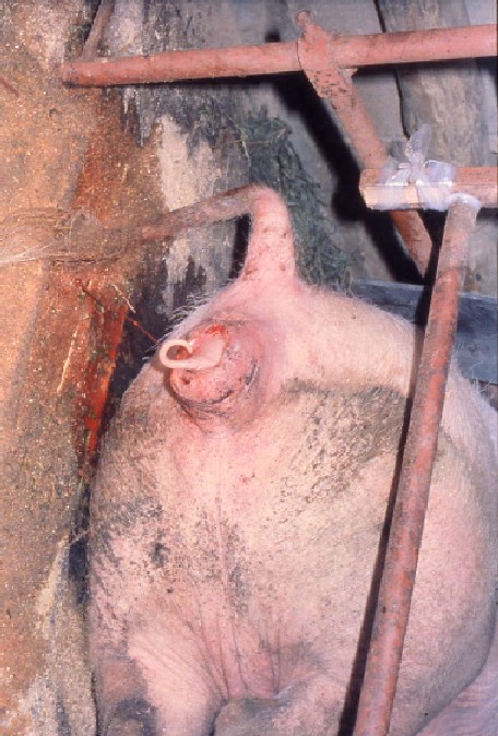 豚の分娩(尾位)