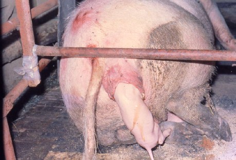 豚の分娩(尾位)