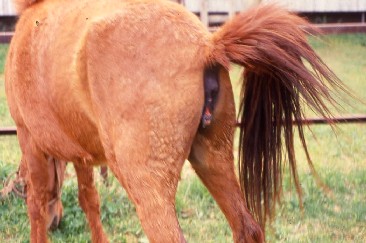 発情期の馬のライトニング