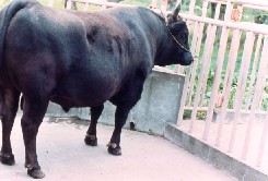 黒毛和種の雄牛