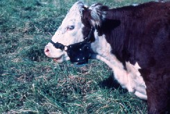 発情雌牛を発見する器具(チン-ボール)装着したヘレフォード雄牛