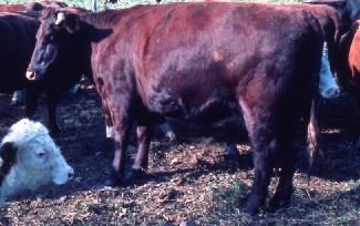 日本短角種の雄牛