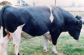 ホルスタイン種の雄牛