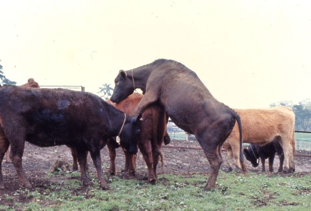 黒毛和種雌牛の発情期の乗駕行動