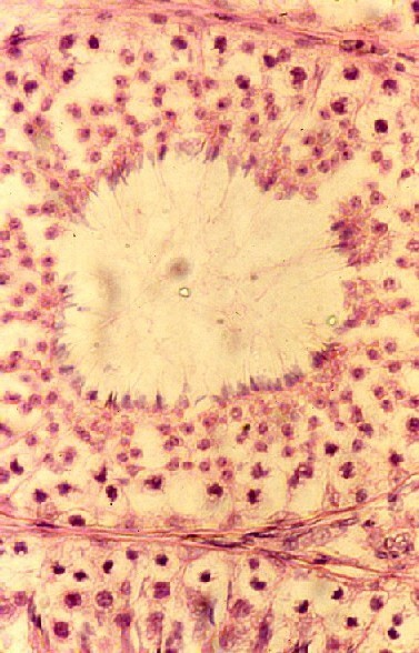牛精細管内の精子形成