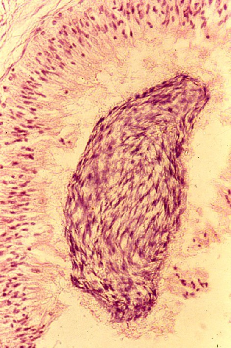 牛の精巣上体内で精子の成熟と精子を搬送する線毛上皮