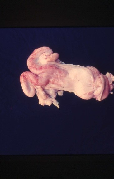 排卵後の牛子宮奬膜に見られた出血