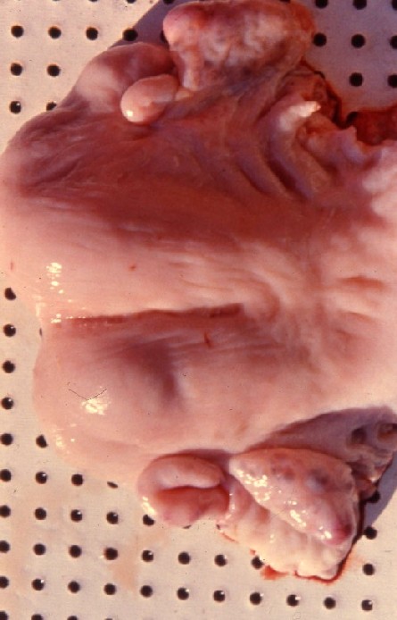 牛の33日胚とその子宮(ホルスタイン種の双子)
