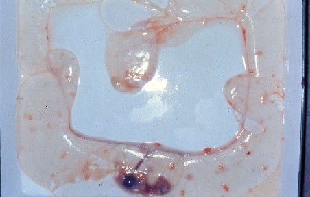 妊娠60日の牛胎子と胎膜及び発育中の胎盤
