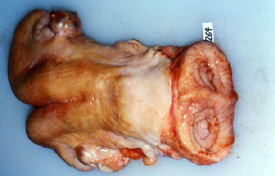 牛の重複子宮頚管