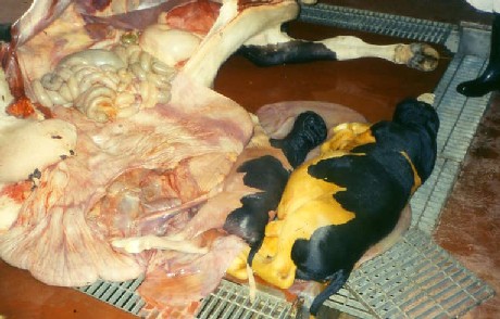 胎膜水腫により死亡した妊娠牛の水腫胎