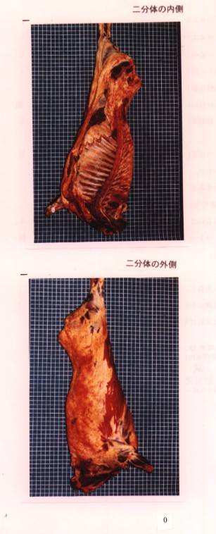畜産研究部門:写真で見る繁殖技術:(参考)牛の肉分け(枝肉解体) | 農研機構