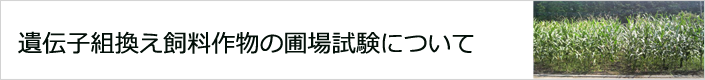 遺伝子組換え飼料作物の圃場試験について