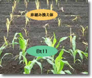 7月19日Bt11