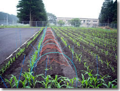 除草剤施用試験のためのトウモロコシを新たに播種