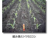 組み換えトウモロコシ