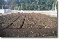 圃場3 ロータリー(実験終了時2)
