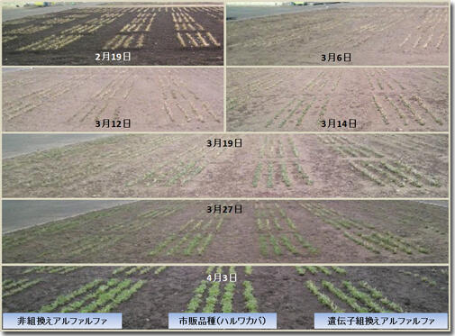 アルファルファの生長の様子