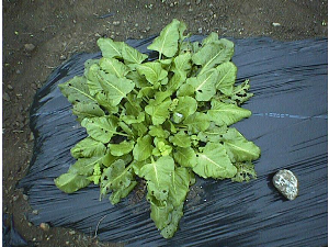 生育中の植物体