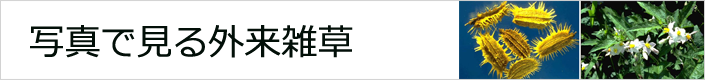 侵入危惧雑草種の発芽特性と防除方法