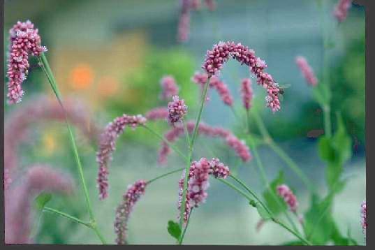 花の写真