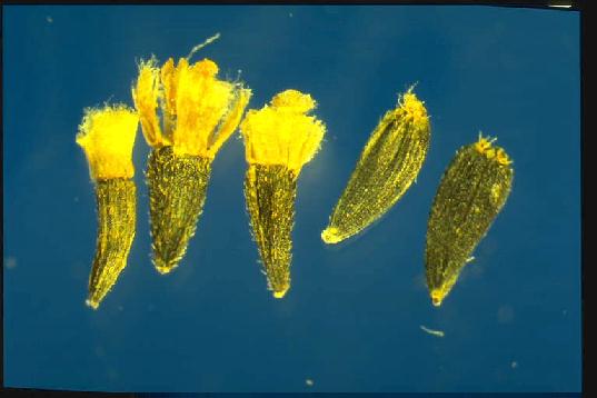 畜産研究部門 写真で見る外来雑草 コゴメギク 農研機構