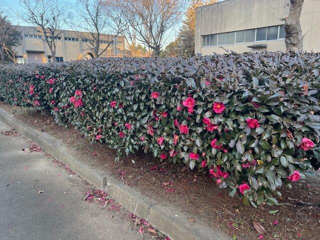 農工研の情景(2026年1月撮影)