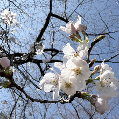 農工研の情景(2026年3月撮影)