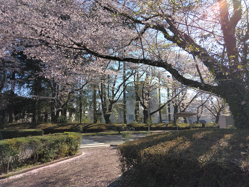 農工研の情景(2026年3月撮影)