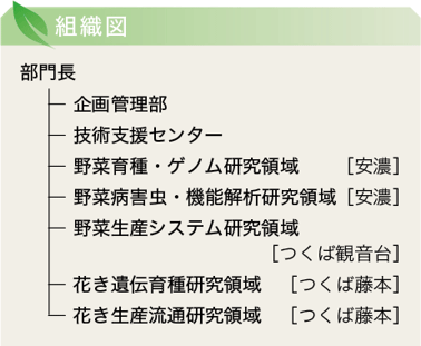 組織図。部門長の下に企画管理部 、技術支援センター、野菜育種・ゲノム研究領域(安濃) 、野菜病害虫・機能解析研究領域(安濃) 、野菜生産システム研究領域(つくば観音台) 、花き遺伝育種研究領域(つくば藤本) 、花き生産流通研究領域(つくば藤本) がある。