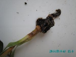 野菜花き研究部門