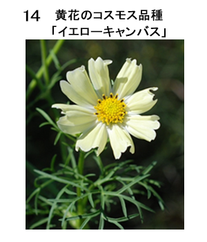 図14 黄花のコスモス品種「イエローキャンパス」