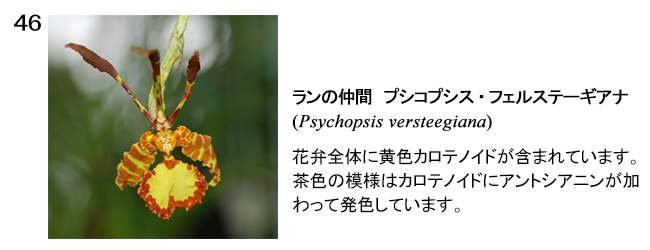 図46 ランの仲間 プシコプシス・フェルステーギアナの写真。花弁全体に黄色カロテノイドが含まれています。茶色の模様はカロテノイドにアントシアニンが加わって発色しています