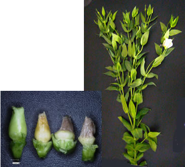 ブラスチングした蕾と多発個体