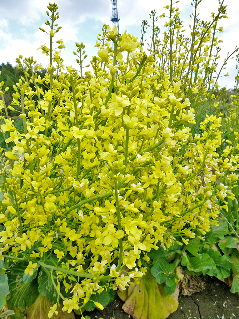 野菜花き研究部門 野菜の花の写真 キャベツ 農研機構