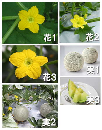 野菜花き研究部門 野菜の花の写真 メロン 農研機構