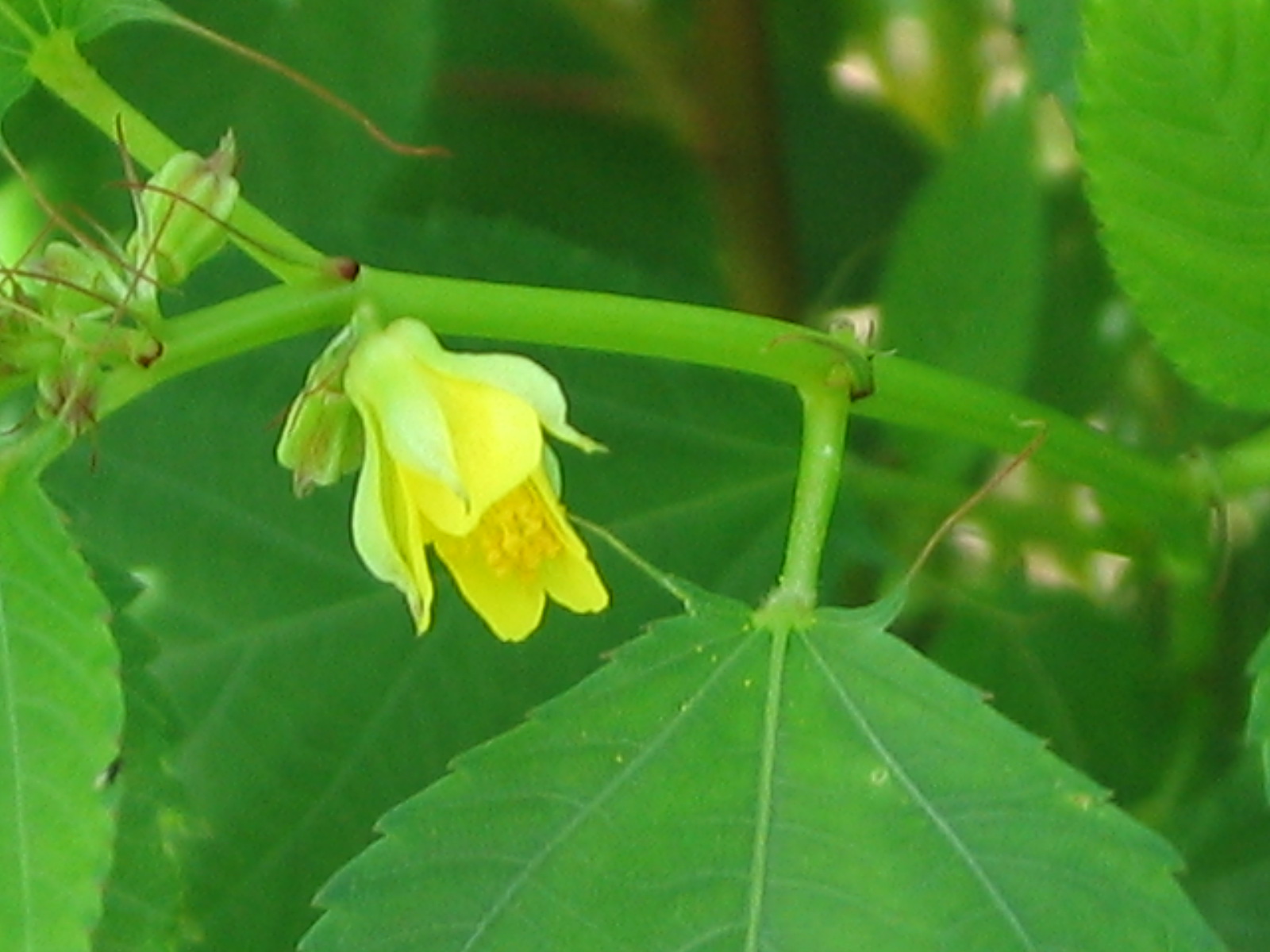 野菜花き研究部門 野菜の花の写真 モロヘイヤ 農研機構