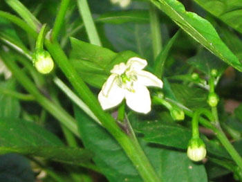 野菜花き研究部門 野菜の花の写真 シシトウ 農研機構