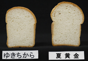 「夏黄金」と「ゆきちから」で焼いたパンの写真