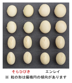 「そらひびき」の子実の写真