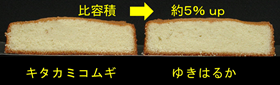 「ゆきはるか」のスポンジケーキの写真