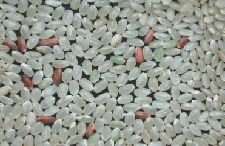 雑草イネの赤米のまざった精米