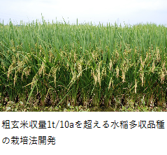 粗玄米収量1t/10aを超える水稲多収品種の栽培法開発