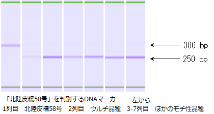 北陸皮糯58号を判別するDNAマーカー