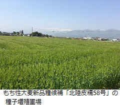 もち性大麦新品種候補「北陸皮糯58号」の種子増殖圃場